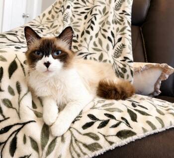 Francisco -  Domestic Long Hair Cat for Adoption in Millcreek, Utah - Francisco | PetCurious