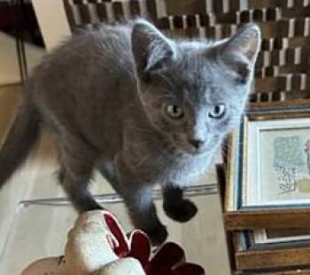 Kenny -  Domestic Short Hair Cat for Adoption in Sidney, British Columbia - Kenny | PetCurious