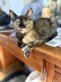 Poppy -  Domestic Short Hair Cat for Adoption in Missoula, Montana - Poppy | PetCurious