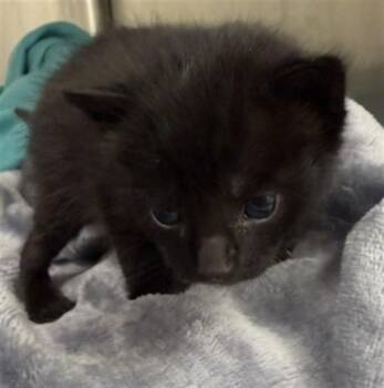 CHARIZARD -  Domestic Short Hair Cat for Adoption in Rosenberg, Texas - CHARIZARD | PetCurious