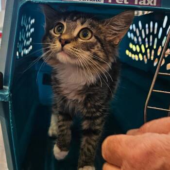 Mittens -  Domestic Medium Hair Cat for Adoption in Montgomery, Alabama - Mittens | PetCurious