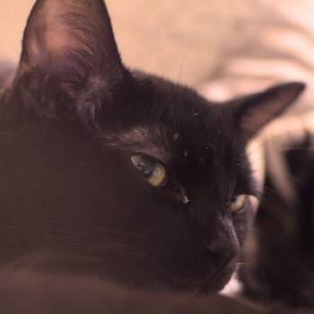 Rescue Domestic Short Hair Cats for Adoption in Lakewood, California - Ventura | PetCurious