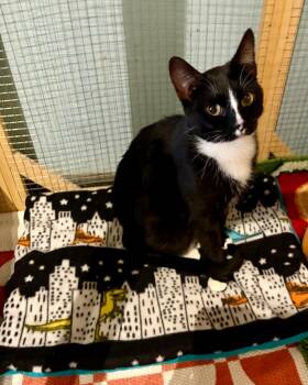 Teigen -  Domestic Short Hair Cat for Adoption in Fort Lupton, Colorado - Teigen | PetCurious