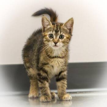 **Cat Cafe** Big Spoon -  Domestic Short Hair Cat for Adoption in Topeka, Kansas - **Cat Cafe** Big Spoon | PetCurious