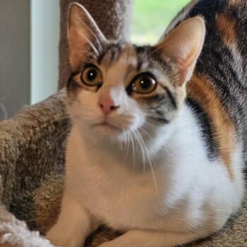 Mina -  Domestic Short Hair and Siamese Cat for Adoption in Port Richey, Florida - Mina | PetCurious
