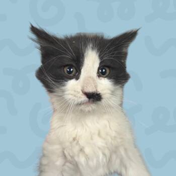 Justina -  Domestic Medium Hair Cat for Adoption in Reno, Nevada - Justina | PetCurious