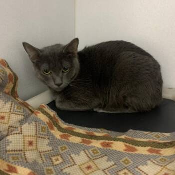 Lucy-Grey -  Domestic Short Hair Cat Available for Adoption in Franklin, North Carolina - Lucy-Grey | PetCurious