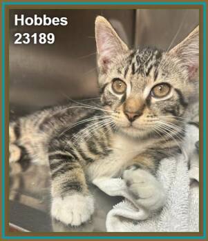 HOBBES -  Domestic Short Hair and Tabby Cat for Adoption in Marietta, Georgia - HOBBES | PetCurious