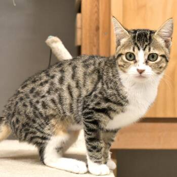 Domestic Short Hair Cats Available for Adoption in Chilliwack, British Columbia - Sliver | PetCurious