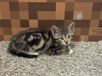 Simba -  Domestic Short Hair and Tabby Cat for Adoption in Dallas, Texas - Simba | PetCurious