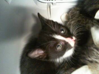 A1266066 -  Domestic Short Hair Cat for Adoption in Charlotte, North Carolina - A1266066 | PetCurious