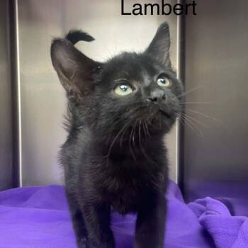 Little Lambert -  Bombay and Domestic Short Hair Cat for Adoption in Wyandotte, Michigan - Little Lambert | PetCurious