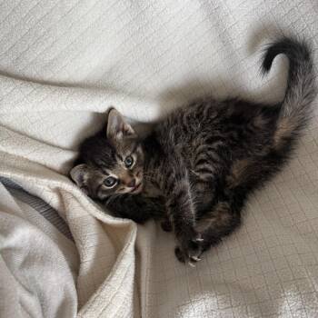 Gaia -  Domestic Short Hair Cat for Adoption in Chicago, Illinois - Gaia | PetCurious