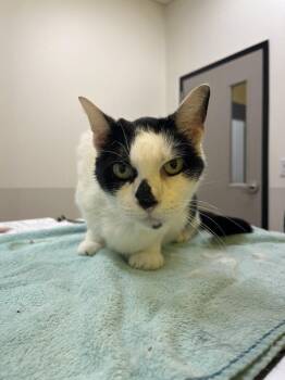 Tigris -  Domestic Short Hair Cat for Adoption in Raleigh, North Carolina - Tigris | PetCurious