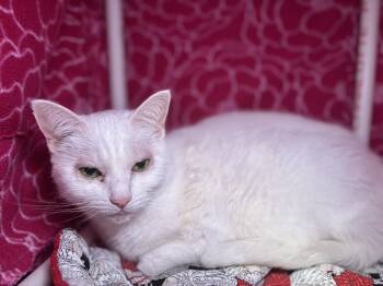 Rescue Domestic Short Hair Cats for Adoption in Bothell, Washington - Frosty | PetCurious
