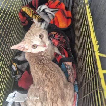 GREMLIN -  Domestic Short Hair Cat for Adoption in San Antonio, Texas - GREMLIN | PetCurious
