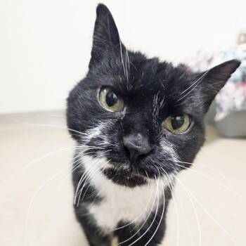 Albert -  Domestic Short Hair and Mixed Breed Cat for Adoption in Oshkosh, Wisconsin - Albert | PetCurious