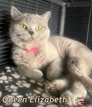 Queen Elizabeth -  British Shorthair Cat Available for Adoption in Douglasville, Georgia - Queen Elizabeth | PetCurious