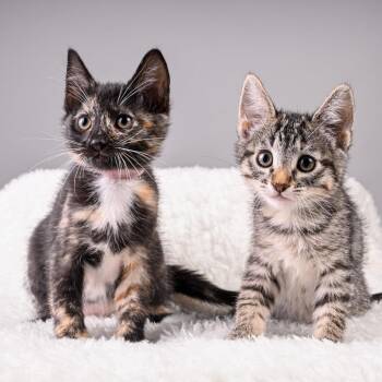 Rosie -  Domestic Medium Hair Cat for Adoption in Pacific Grove, California - Rosie | PetCurious