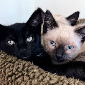 Domestic Short Hair Cats Available for Adoption in Oakland, California - Vienna | PetCurious