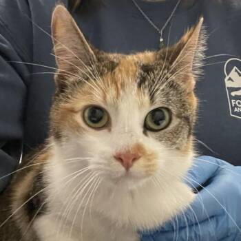 Domestic Short Hair Cats Available for Adoption in Golden, Colorado - Rollie | PetCurious