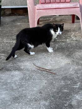 Penny -  Domestic Long Hair Cat for Adoption in Brewster, New York - Penny | PetCurious