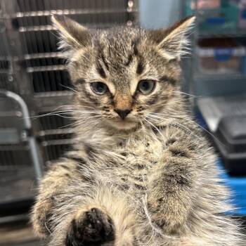 Domestic Short Hair Cats Available for Adoption in Chattanooga, Tennessee - Hollander | PetCurious