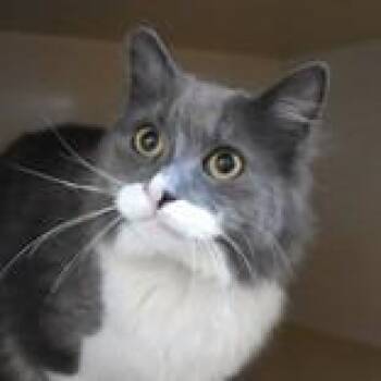 Sam - Butler Campus -  Domestic Long Hair Cat for Adoption in Flagstaff, Arizona - Sam - Butler Campus | PetCurious
