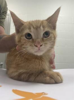 BRULEE -  Domestic Medium Hair Cat for Adoption in Indianapolis, Indiana - BRULEE | PetCurious