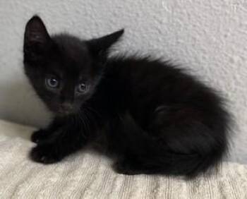-Captain -  Domestic Short Hair Cat for Adoption in Red Bluff, California - -Captain | PetCurious