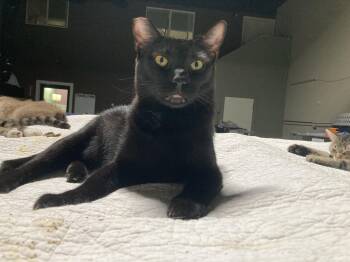 Rescue Bombay Cats for Adoption in San Diego, California - Wayne Wade | PetCurious