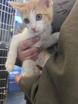 Domestic Short Hair Cats Available for Adoption - TARIN | PetCurious