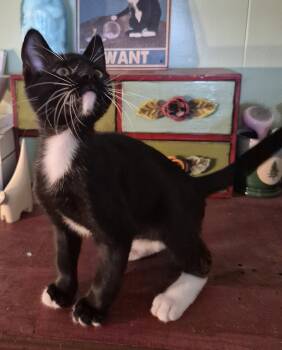 Letty & Leo in matching tuxes -  Tuxedo and Domestic Short Hair Cat for Adoption in San Luis Obispo, California - Letty & Leo In Matching Tuxes | PetCurious