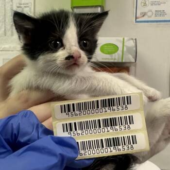Angel Child -  Domestic Medium Hair Cat for Adoption in Charleston, West Virginia - Angel Child | PetCurious