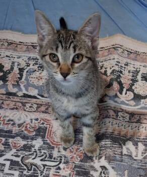 Rosie Moon -  Domestic Short Hair and Tabby Cat for Adoption in Chandler, Arizona - Rosie Moon | PetCurious