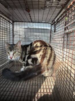 Elf -  Domestic Short Hair Cat Available for Adoption in New Braunfels, Texas - Elf | PetCurious