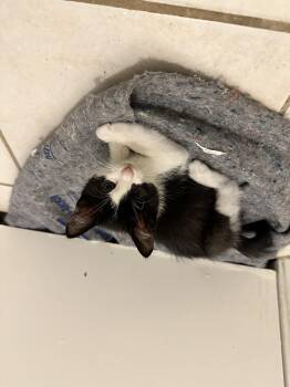 Domestic Medium Hair Cats Available for Adoption - LAINEY | PetCurious