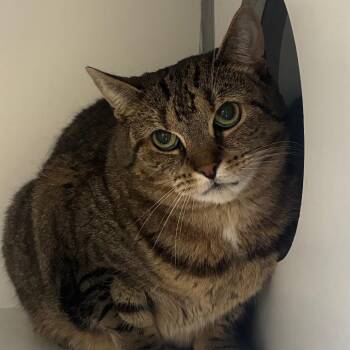 Domestic Short Hair Cats Available for Adoption in Uniontown, Pennsylvania - Tubitha | PetCurious