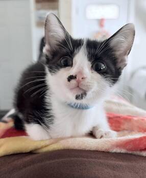 Skippy -  Domestic Short Hair Cat for Adoption in Frisco, Texas - Skippy | PetCurious