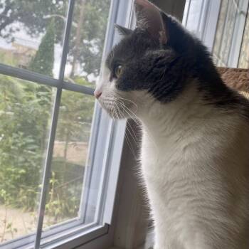 Rescue Domestic Short Hair Cats for Adoption - Chacha | PetCurious