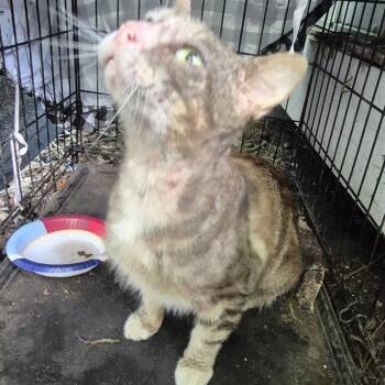Domestic Short Hair Cats Available for Adoption in San Antonio, Texas - AXEL | PetCurious