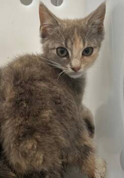 Monopoly -  Domestic Short Hair Cat for Adoption - Monopoly | PetCurious