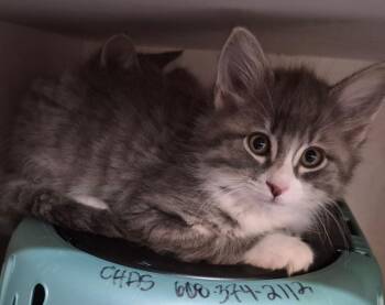 Domestic Medium Hair Cats Available for Adoption in Tomah, Wisconsin - Hazel | PetCurious