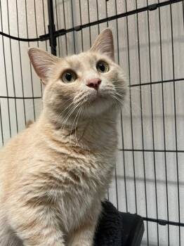 Teddy -  Domestic Short Hair Cat for Adoption in Hayward, Wisconsin - Teddy | PetCurious