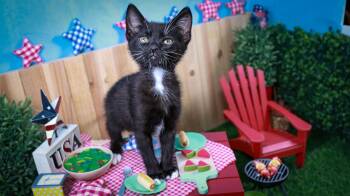 Davy Jones -  Tuxedo and Domestic Short Hair Cat for Adoption in Lucas, Texas - Davy Jones | PetCurious