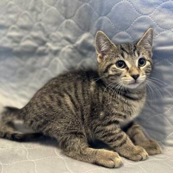 Ishida -  Domestic Short Hair Cat for Adoption in Matteson, Illinois - Ishida | PetCurious