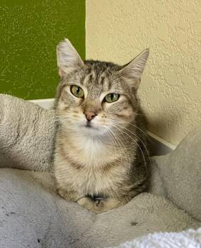Celena -  Domestic Short Hair and Tabby Cat for Adoption in Fargo, North Dakota - Celena | PetCurious