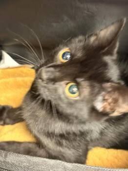 Mower -  Domestic Short Hair Cat for Adoption in Memphis, Tennessee - Mower | PetCurious