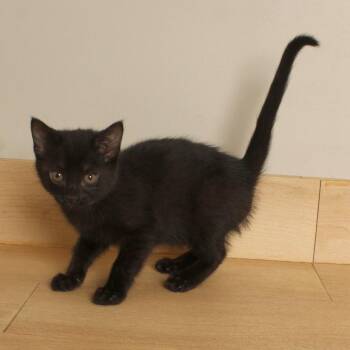 Clover C70333 -  Domestic Short Hair Cat for Adoption in Minnetonka, Minnesota - Clover C70333 | PetCurious