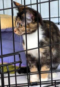 Marigold -  Domestic Short Hair Cat for Adoption in Kansas City, Missouri - Marigold | PetCurious